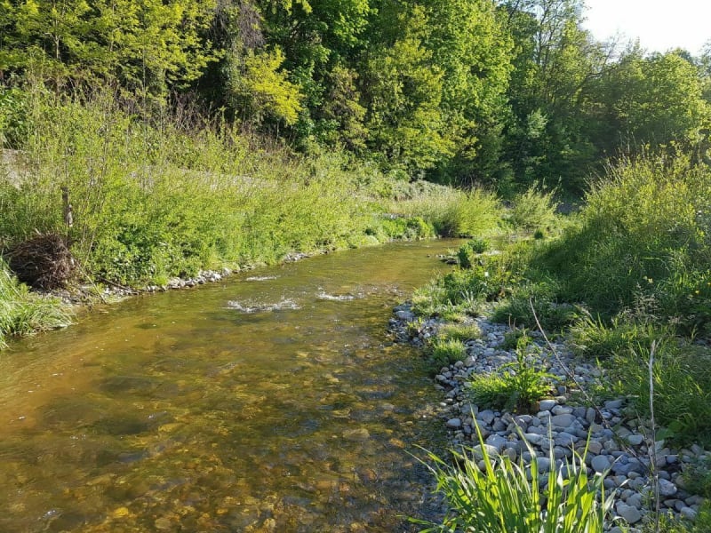Francheville berges de l'Yzeron - Francheville
