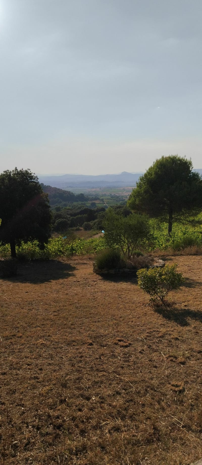 Entre vignes et oliviers à Saint-Pargeoire - Saint-Pargoire
