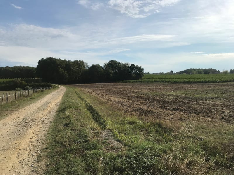Vignes et sous bois autour de La Lande de Fronsac - La Lande de Fronsac