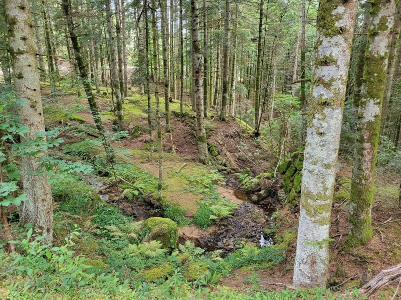 Balade en forêt des Versannes - Saint-Jean-la-Vêtre