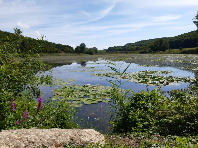 Petit tour en forêt autour de l'étang de Ronval. - Apremont-la-Forêt