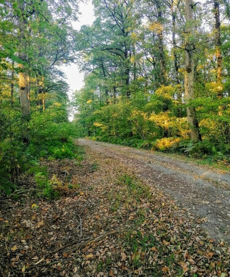 Mi-forêt mi-campagne - Vouillé