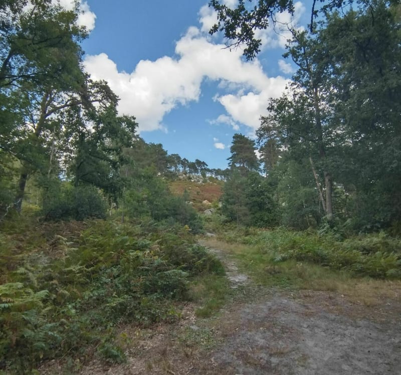 Plaine verte et rochers à Bourron Marlotte - Fontainebleau