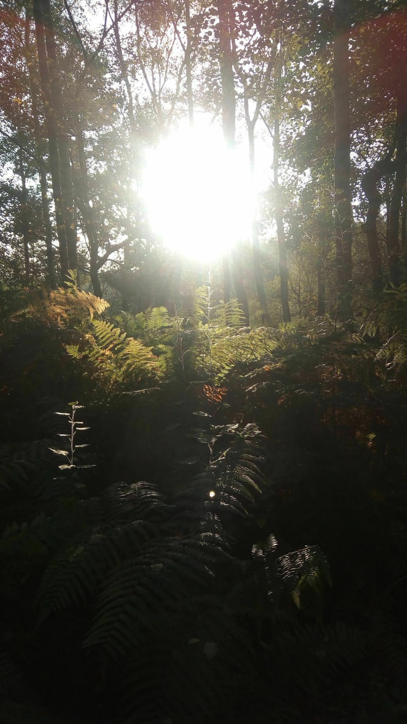 Trail de 10 km au Bois d'Anjou - Les Bois d'Anjou