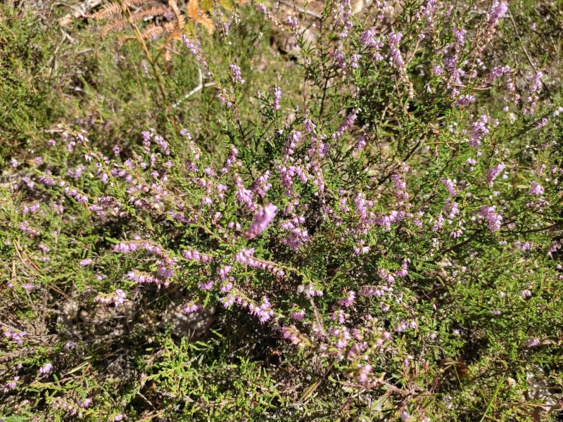 Petite balade en forêt de la Rodde - Auzelles