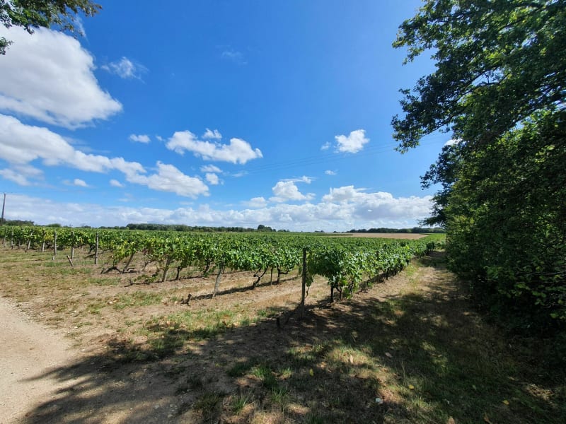 Balade entre vignes et bois - Bussac-sur-Charente