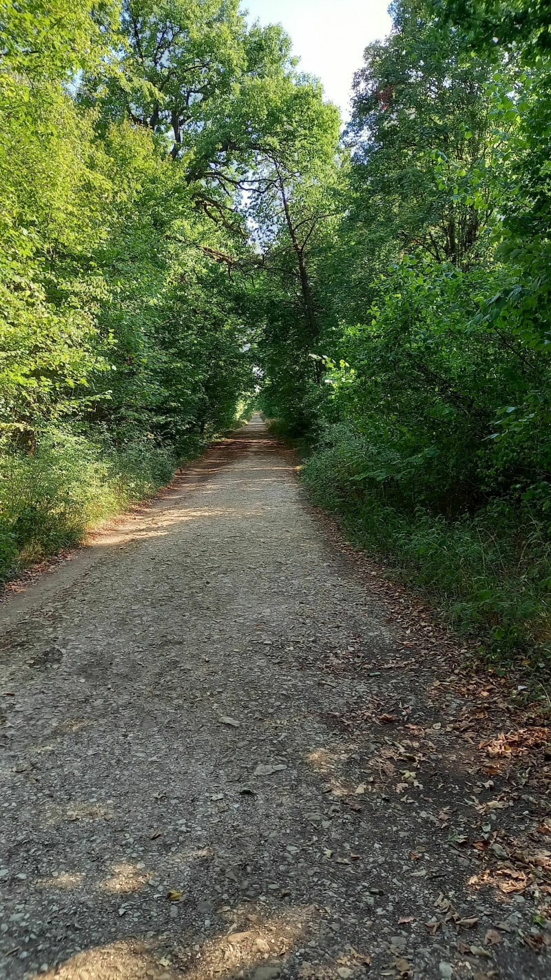 Petite balade forêt Laxou - Laxou
