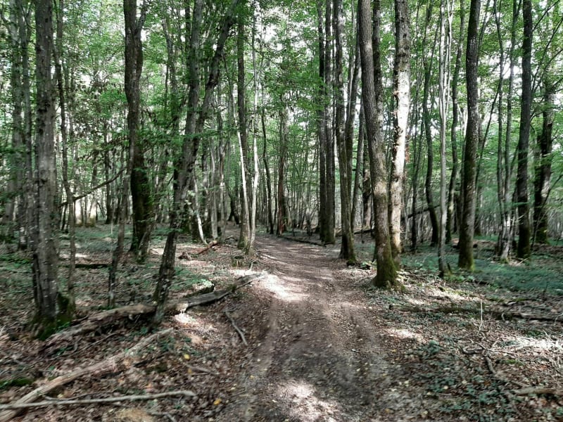Balade à vtt à travers chemins et bois de l'Ain - Boissey
