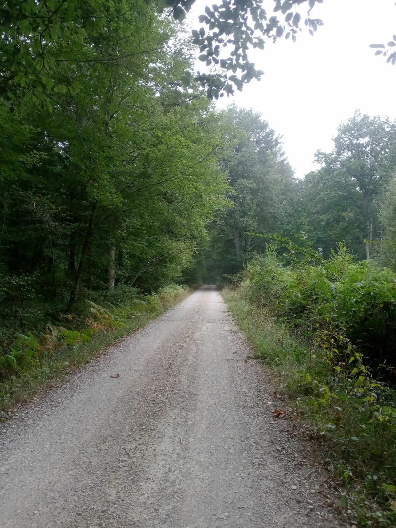 Parcours du bois de Cosges - Cosges