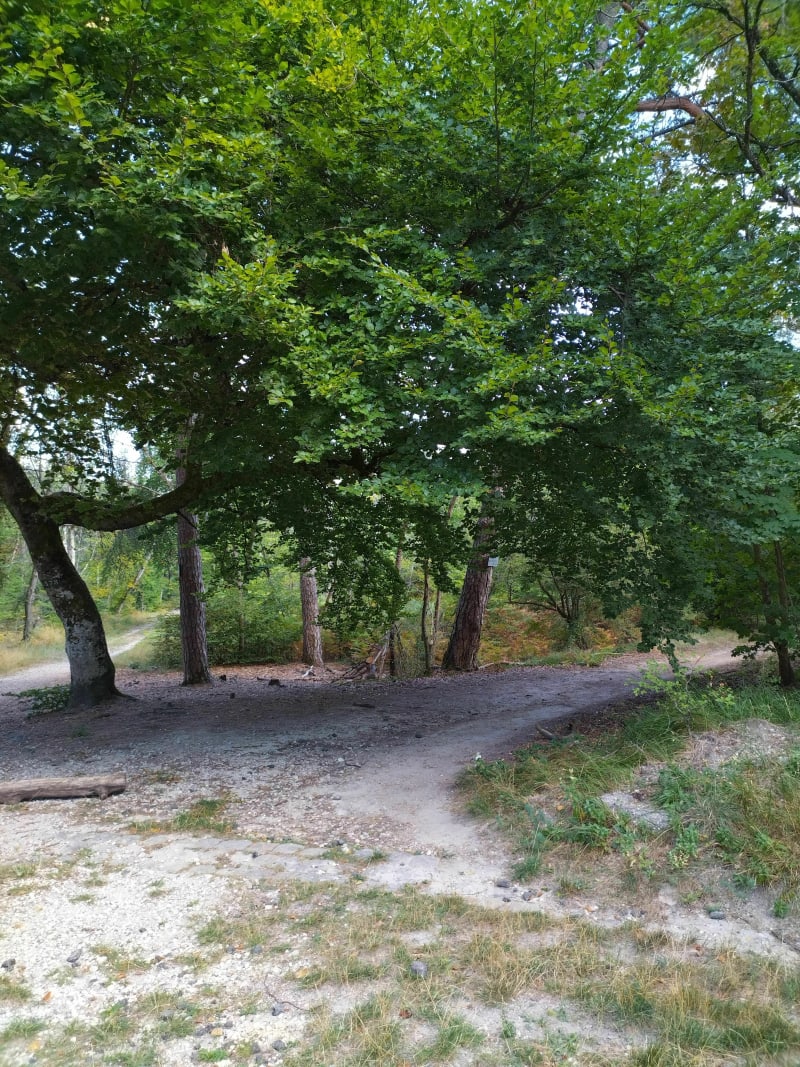 Chemins/singles et forêt - Avon
