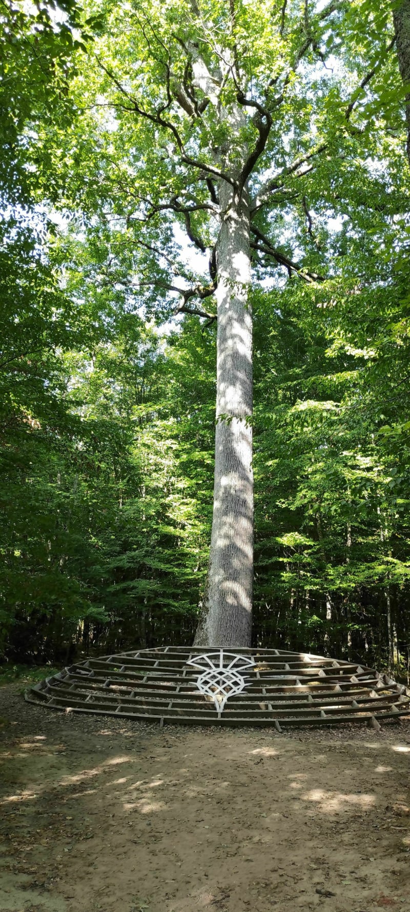 A vélo en forêt de Tronçais: chênes remarquables et étangs - Saint-Bonnet-Tronçais