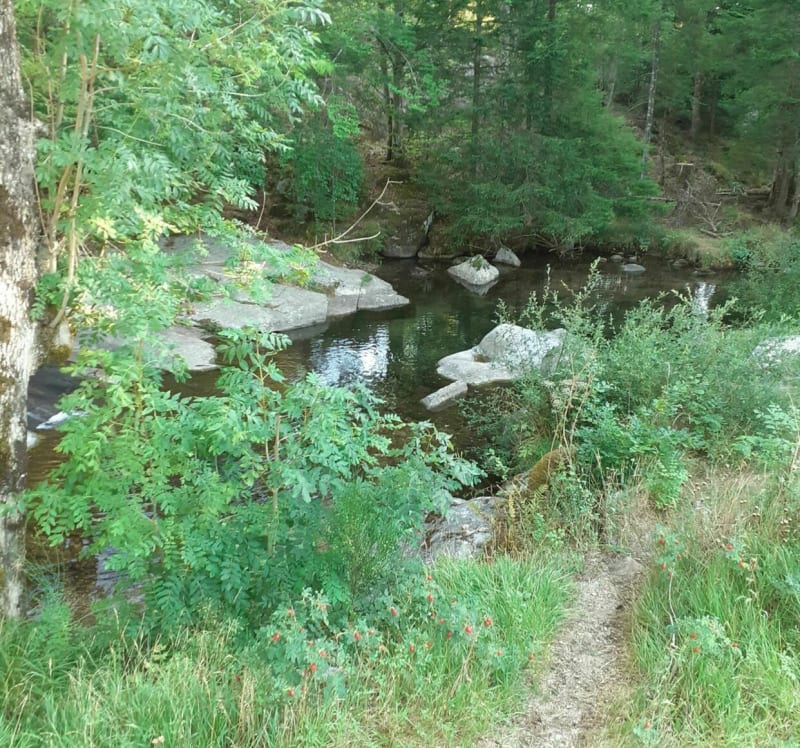 Col de Faubel  dans la forêt  de l Aigoual - Saint-Sauveur-Camprieu