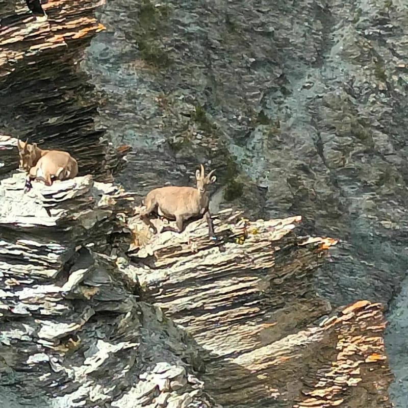 À la rencontre des chamois - Molines-en-Queyras