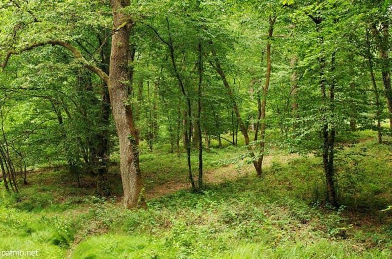 Promenade boisée dans la Forêt d'Arne - La Barre
