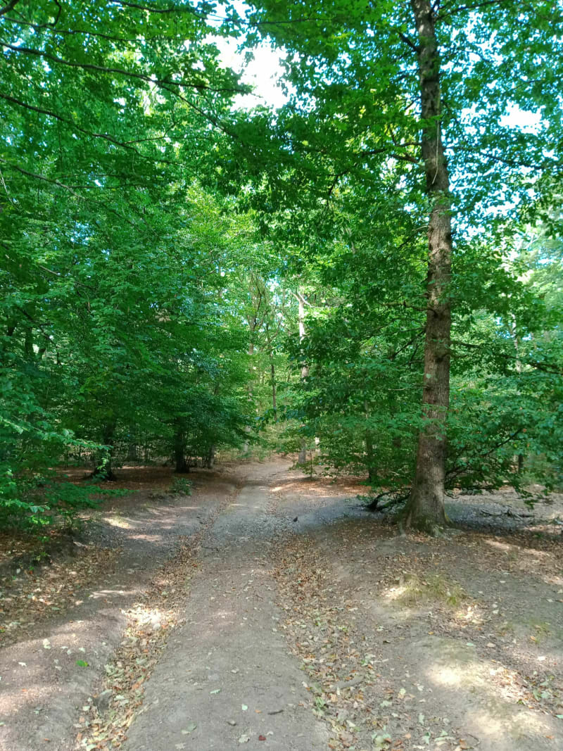 Randonnée dans la forêt domaniale de Sedan - Francheval