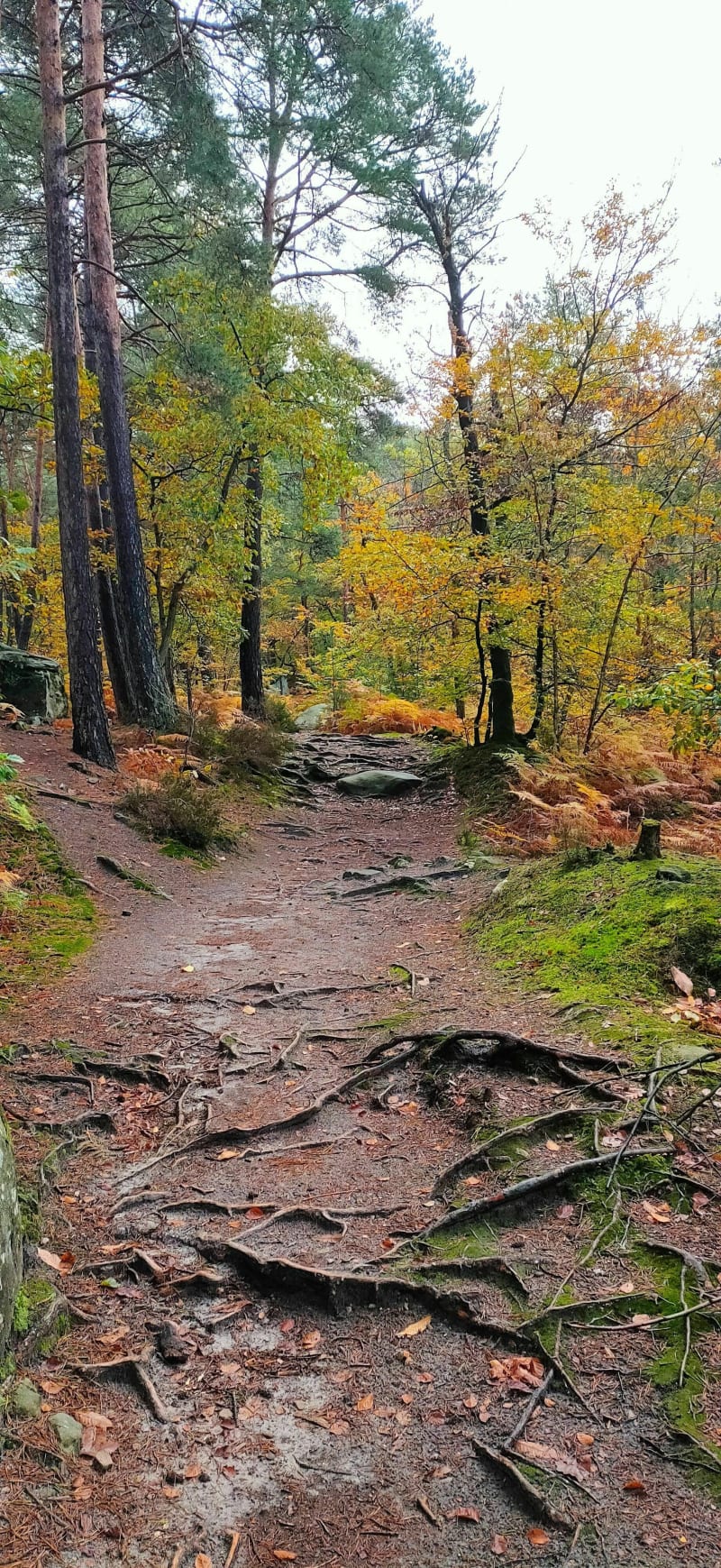 Découverte forêt de Fontainebleau - Fontainebleau