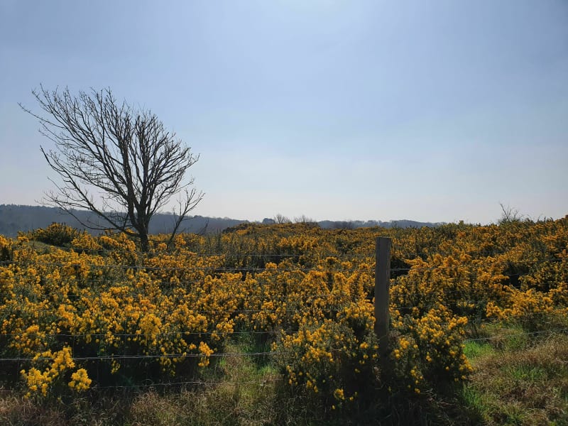 Forêt et plage entre d'Ecault et Hardelot - Condette