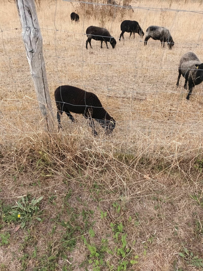 Belle balade autour du Giboing - Épône
