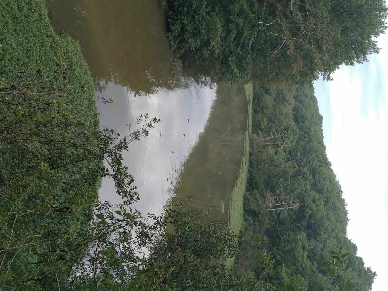 Parc de la Haye: promenade de la queue de l'étang - Avrillé
