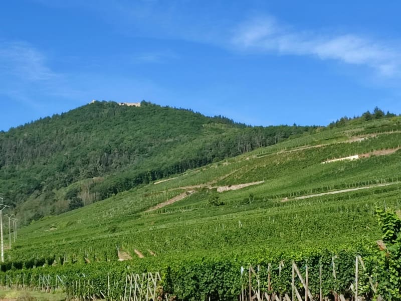Entre vignes et forêt en VTT - Wettolsheim