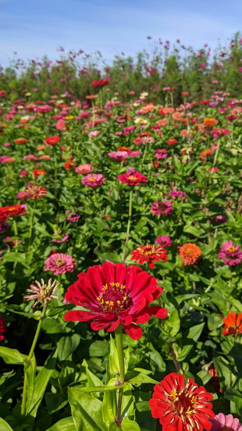 Un panier plein de fleurs - Villeneuve-d'Ascq