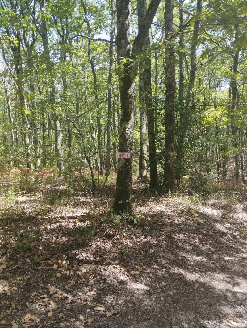 Forêt de Buzet -Parking sud - Bessières