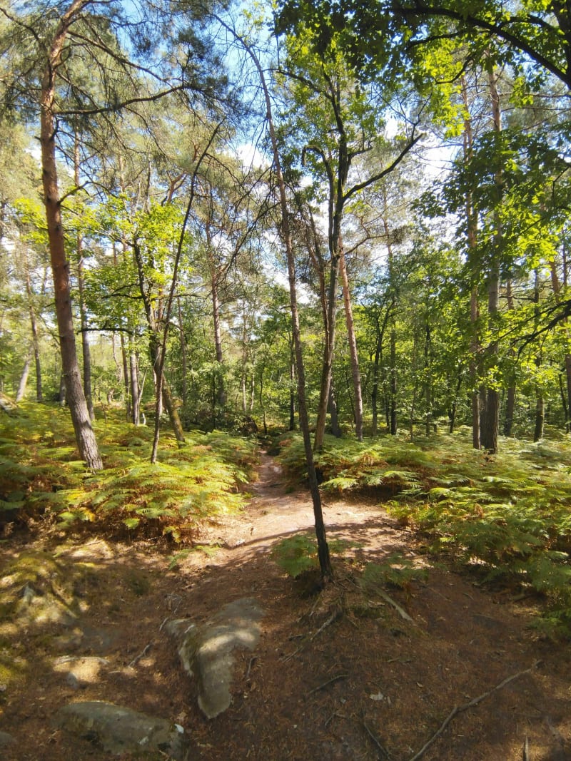 Ronde à vélo - Fontainebleau