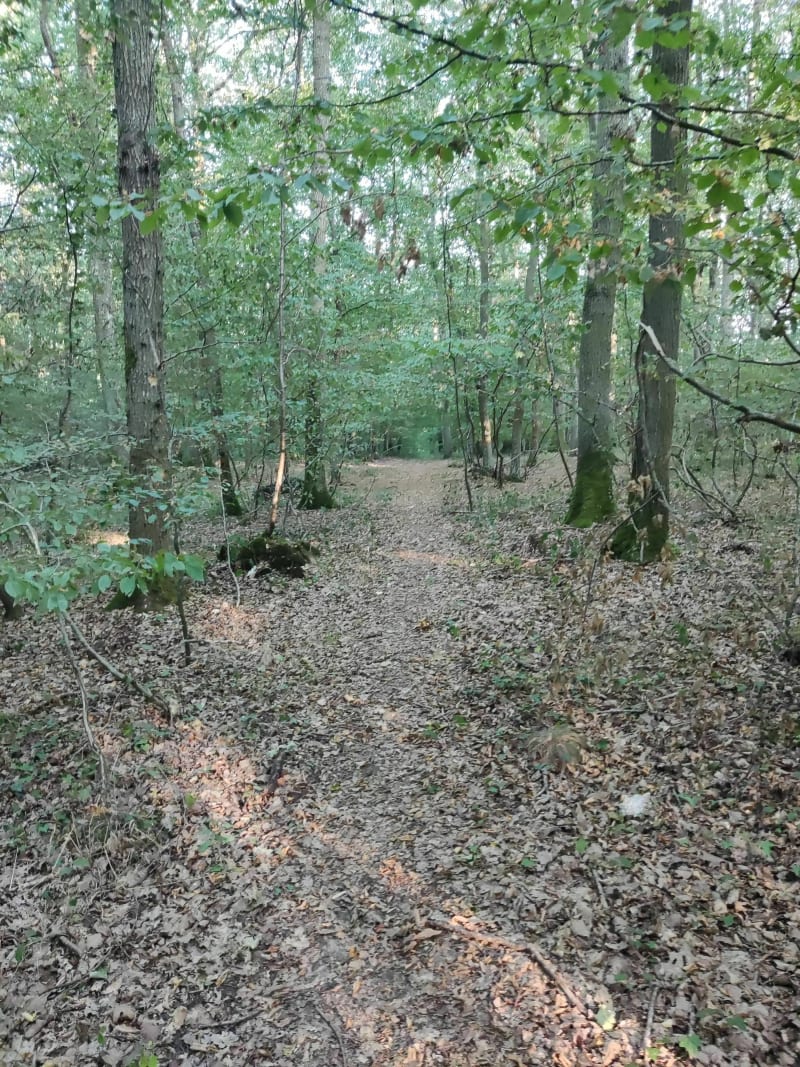 Forêt d'Ezy - Ézy-sur-Eure