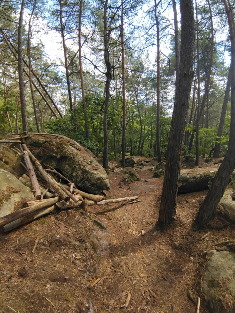 Découverte forêt de Fontainebleau - Saint-Mammès