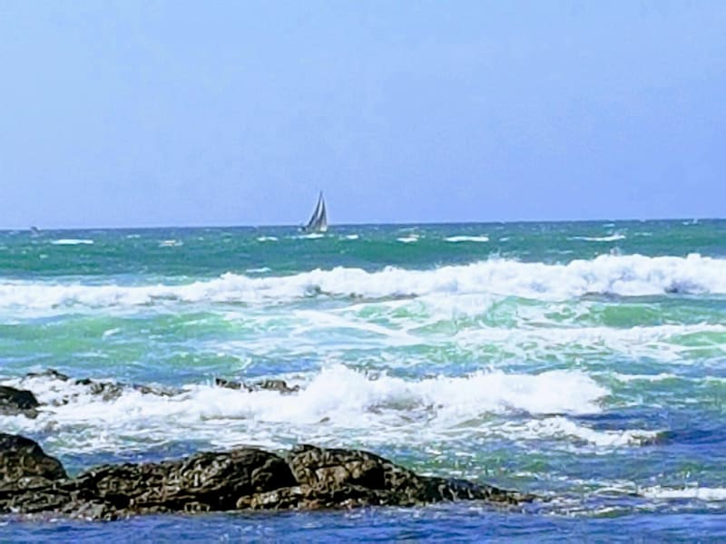 Sauveterre, belle balade entre forêt et plage - Les Sables-d'Olonne