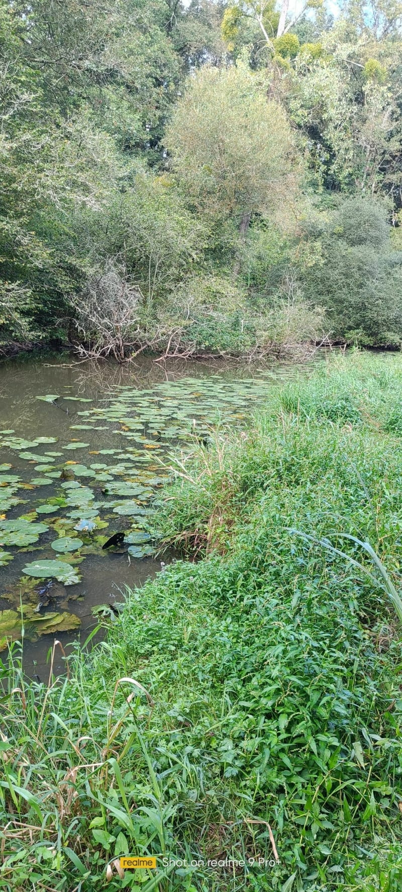 Promenade le long du Gesvres de La Chapelle-sur-Erdre - La Chapelle-sur-Erdre