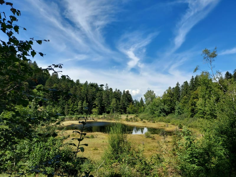 Promenade en forêt vers le lac Luitel - Séchilienne