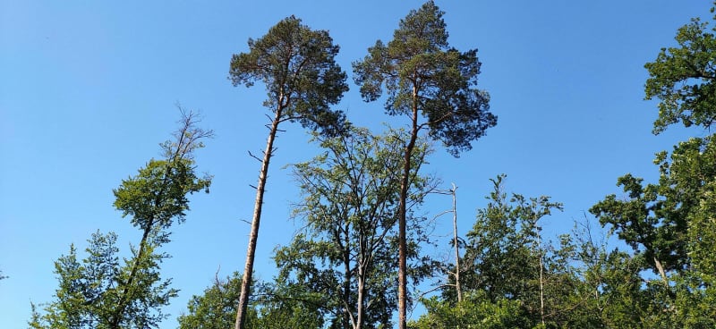 Découverte forêt de Fontainebleau - Fontainebleau