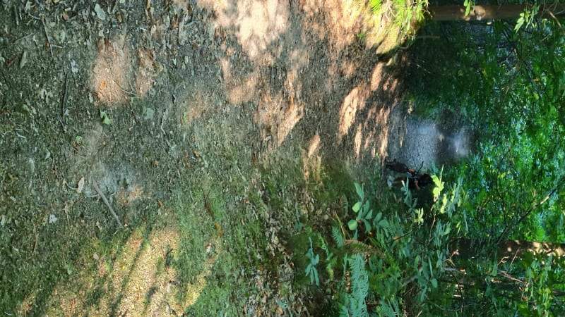 Promenade dans la Forêt à Les Alluets Le Roi - Les Alluets-le-Roi