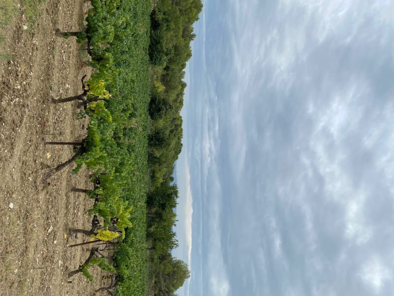 Les vignes du Carré - Cabrières-d'Aigues