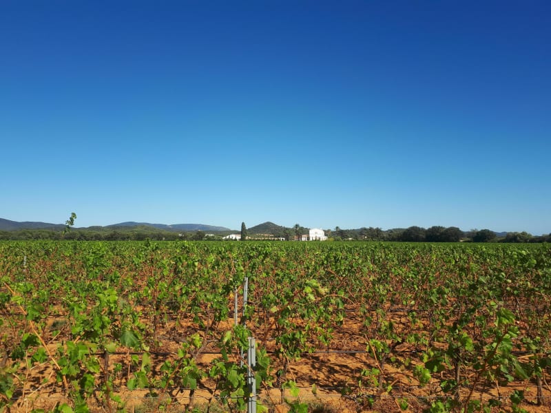 Boucle des Vignes au Port militaire d'Hyères les Palmiers - La Londe-les-Maures