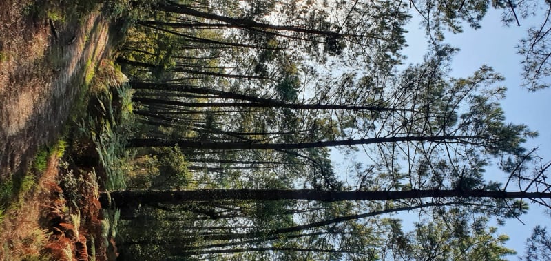 Circuit en boucle dans la forêt communale d'Ondres (Landes) - Ondres