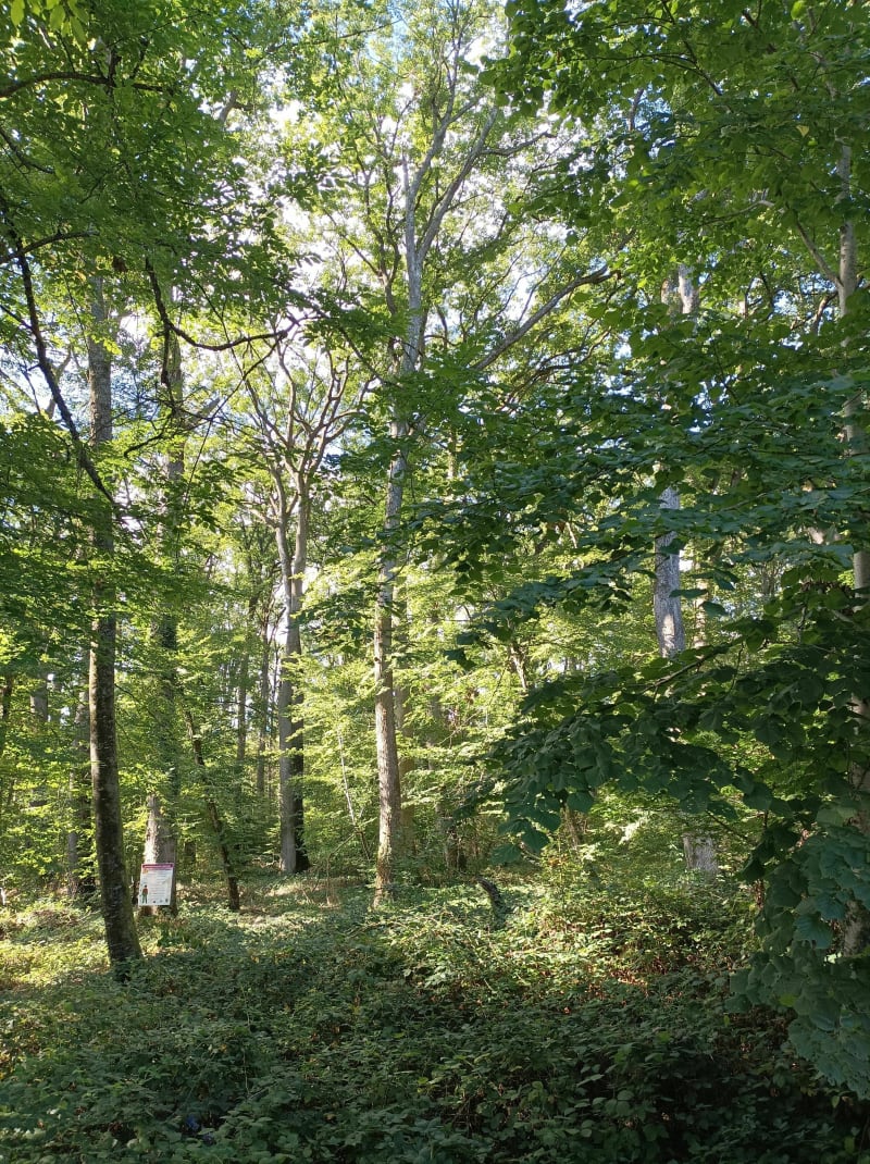 Forêt de Moladier via Prés Rosés/Coulandon/Goutte Noire - Besson