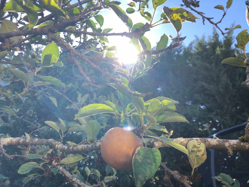 Balade dans les vergers et forêts de Saint Eloy-de-Gy - Saint-Éloy-de-Gy