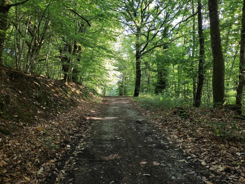 Dans les bois de Montmassacrot - Bessines-sur-Gartempe