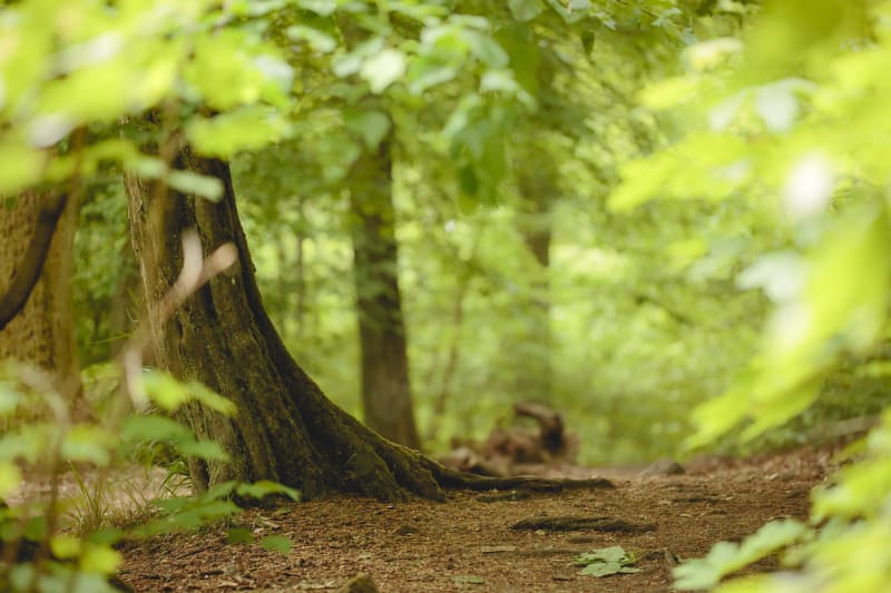 Promenons-nous dans les bois...d'Alix - Pommiers
