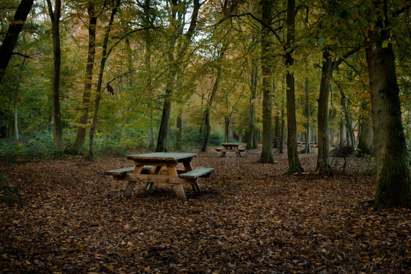 Balade en forêt sur le GR121 - Phalempin