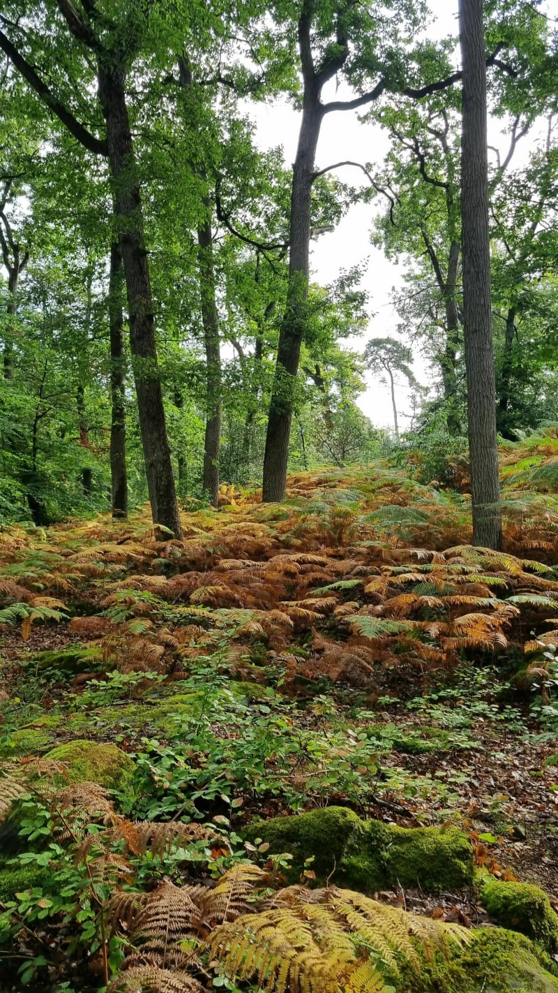La Behourdiere et le tour du rocher Cassepot - Fontainebleau