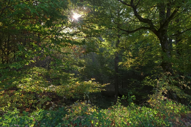 Les bois de Saint pierre - Mions