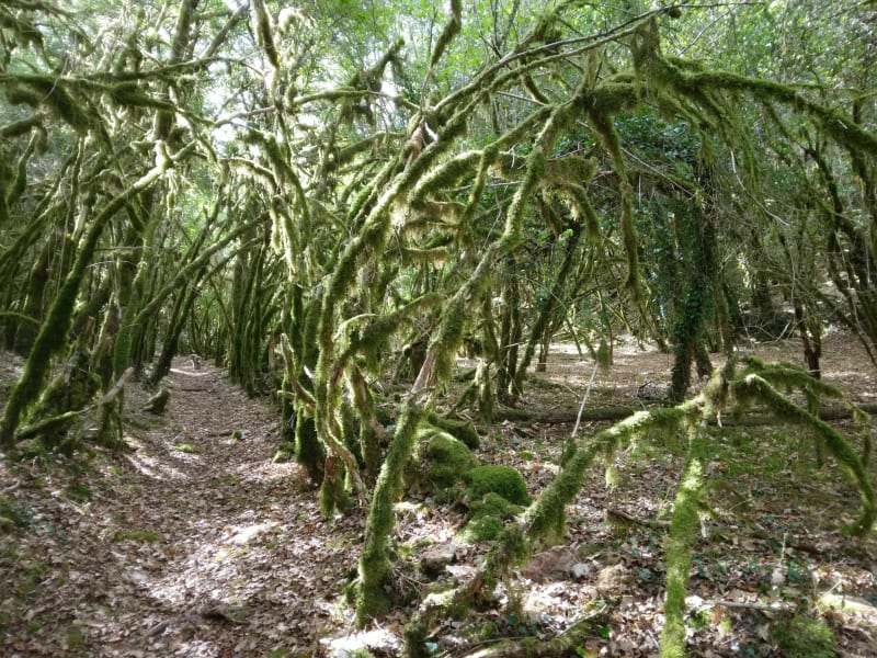 Buxuspad Prachtige wandeling - La Capelle-Balaguier