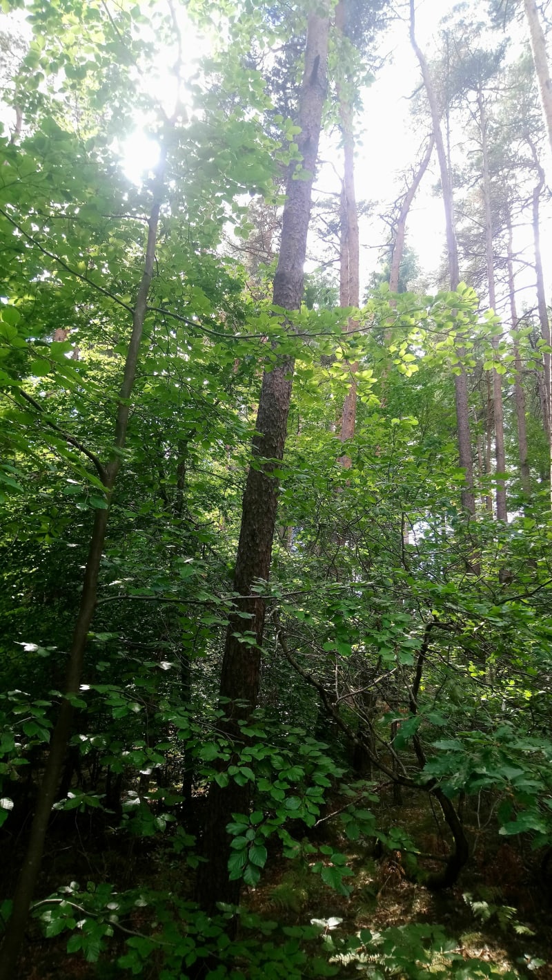 Balade sous bois... - Sainte-Sigolène