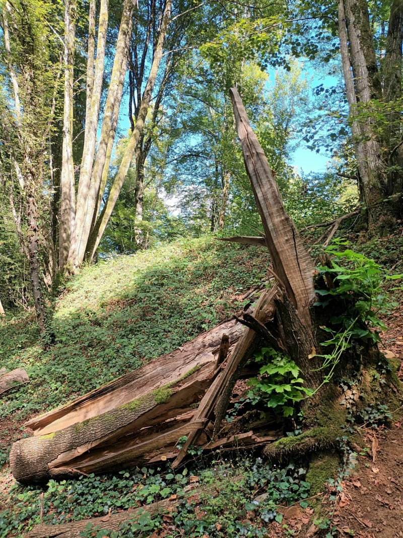 Chemin du Tacot à Échenoz-la-Méline - Échenoz-la-Méline