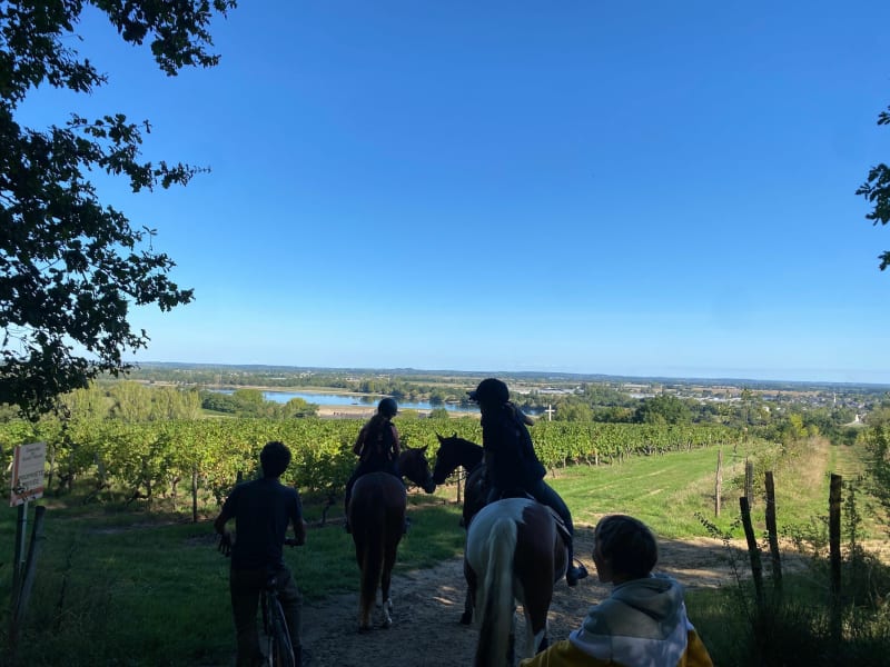 Balade entre vignes et vergers à St Rémy - Brissac-Loire-Aubance