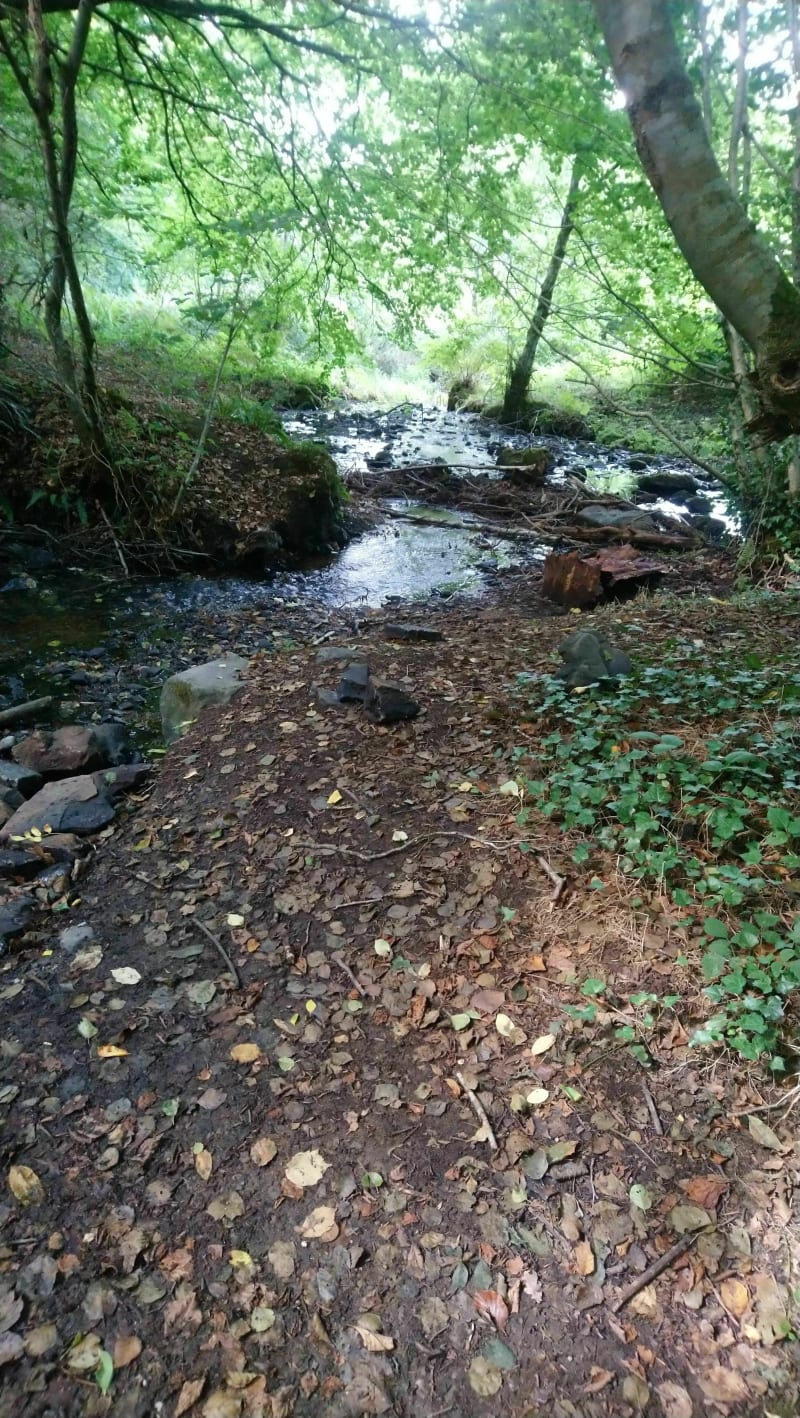 Balade dans la forêt de st Severs, circuit de Boise - Noues de Sienne