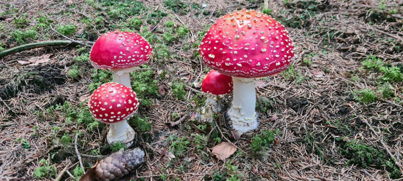 A la découverte des champignons à Grange Dessus - Granges-Narboz